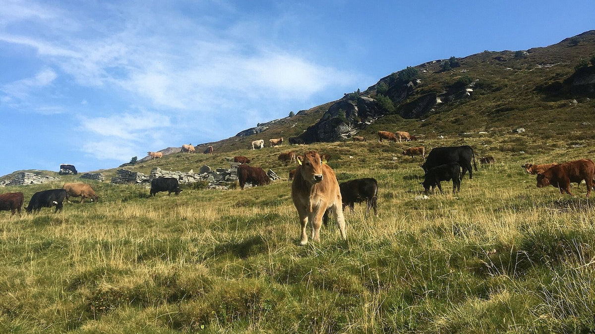 Cattle grazing on open mountain pasture under a blue sky