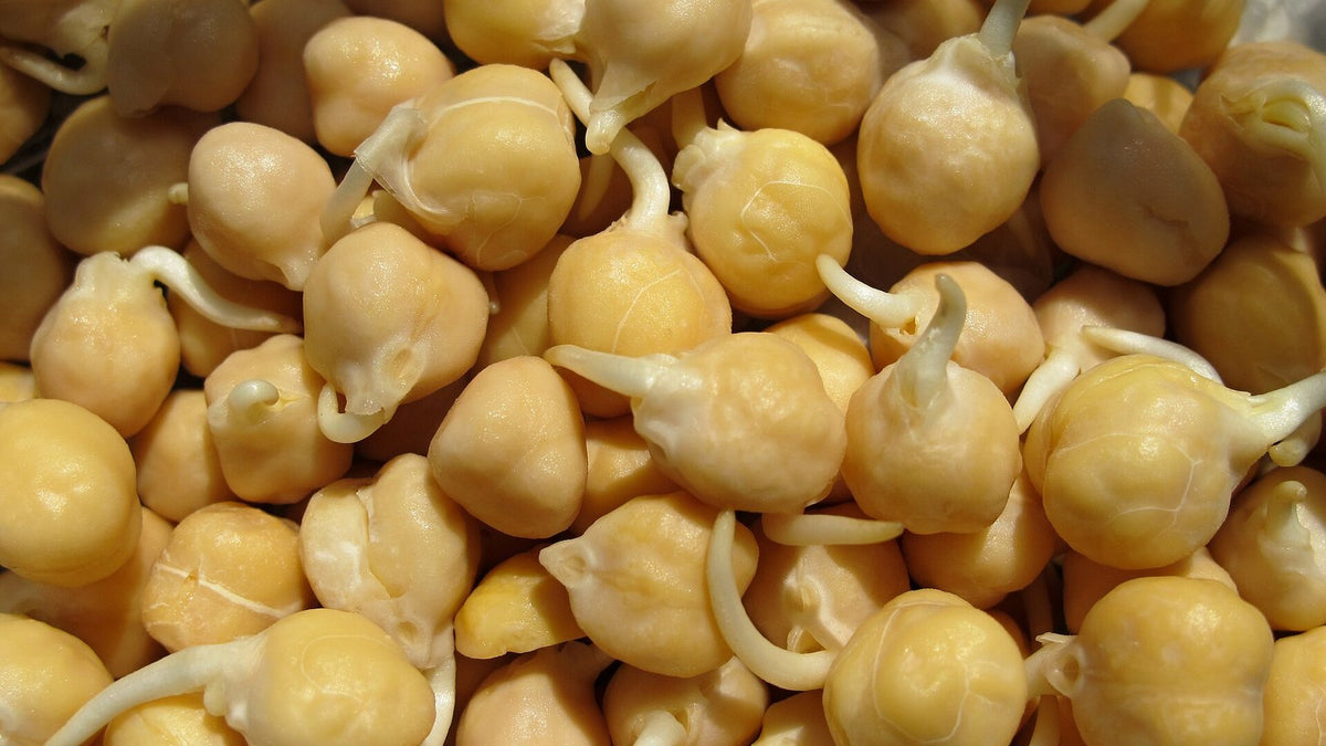 Close-up of sprouting chickpeas
